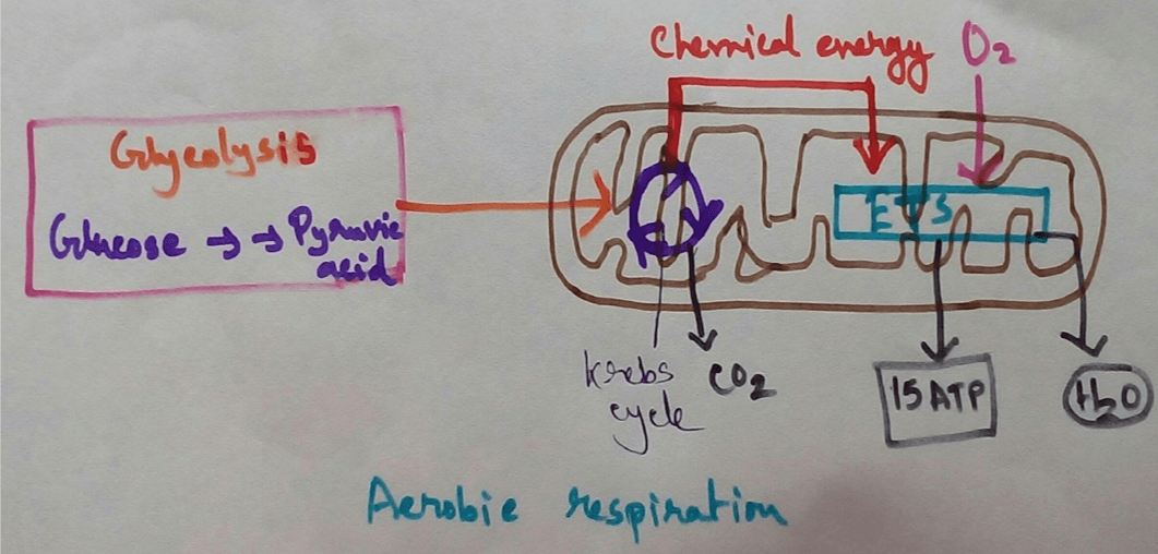 This is a type of respiration where molecular free oxygen is used as the final acceptor and it is observed in cell. Site of Aerobic Respiration - Aerobic respiration is observed in most of the eukaryotic cells that starting from unicellular organisms to those found in higher