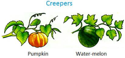 difference - climber creepers - Science - Getting to Know Plants - 28628