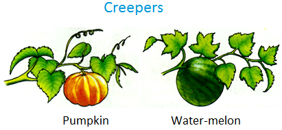 Give the meaning of creepers 