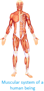 Muscular System And Care 44