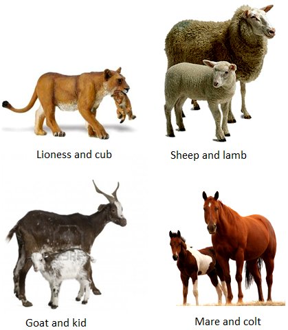 Animals And Their Young Ones - Lessons - Blendspace