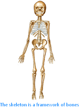 Bones and Muscles | How to Stand? | How to Sit?| How to Walk?| Parts of