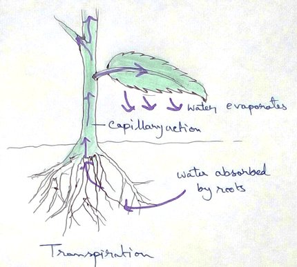 Definition of transpiration - Transpiration is the physiological activity in which water molecules carried from the root to the pores of the leaves present in the downward side of the leaf and evaporates from the plant body. Actually this is the process of evaporation of