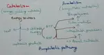 Amphibolic Pathway