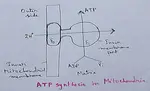 ATP Synthase in Mitochondria