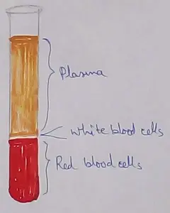 Blood Plasma
