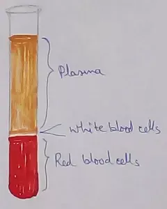 Blood Plasma