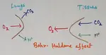 Bohr - Haldane Effect 