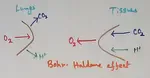 Bohr - Haldane Effect 