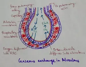 Gaseous Exchange in Alveolus