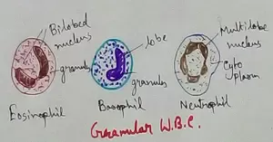 Granular WBC