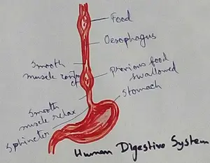 Human Digestive System