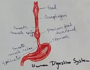 Human Digestive System