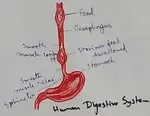 Human Digestive System