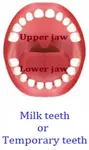 Milk Teeth or Temporary Teeth