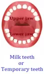 Milk Teeth or Temporary Teeth
