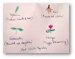Plant Growth Regulators