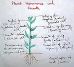 Plant Hormones and Growth