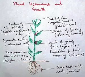 Plant Hormones and Growth