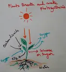 Plants Breathe