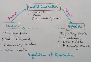 Regulation of Respiration