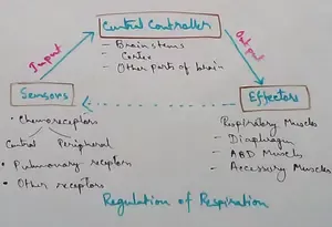 Regulation of Respiration