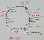 The Calvin Cycle