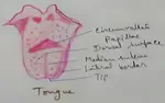 Tongue