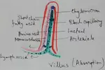 Villus