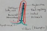 Villus