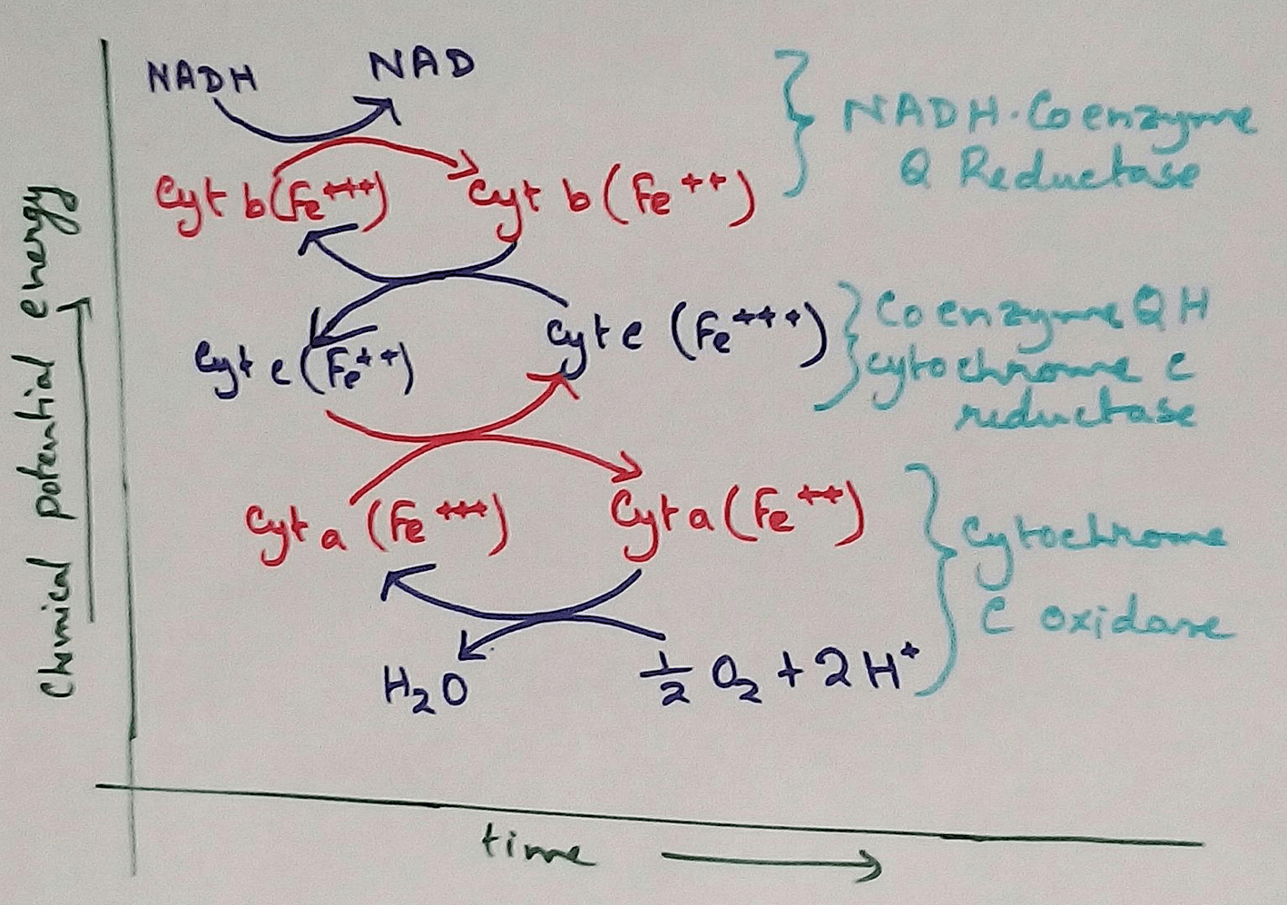 The Electron Transport