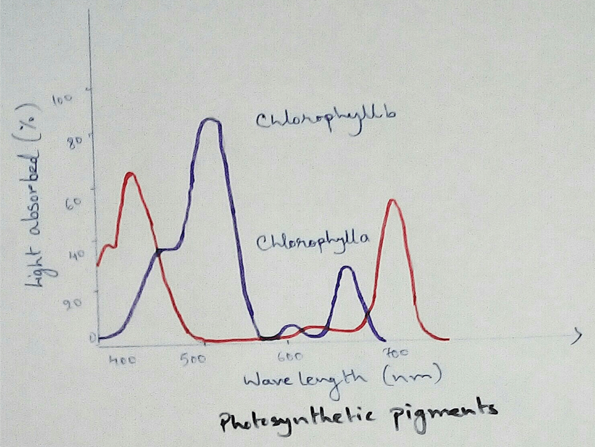 Photosynthetic Pigments