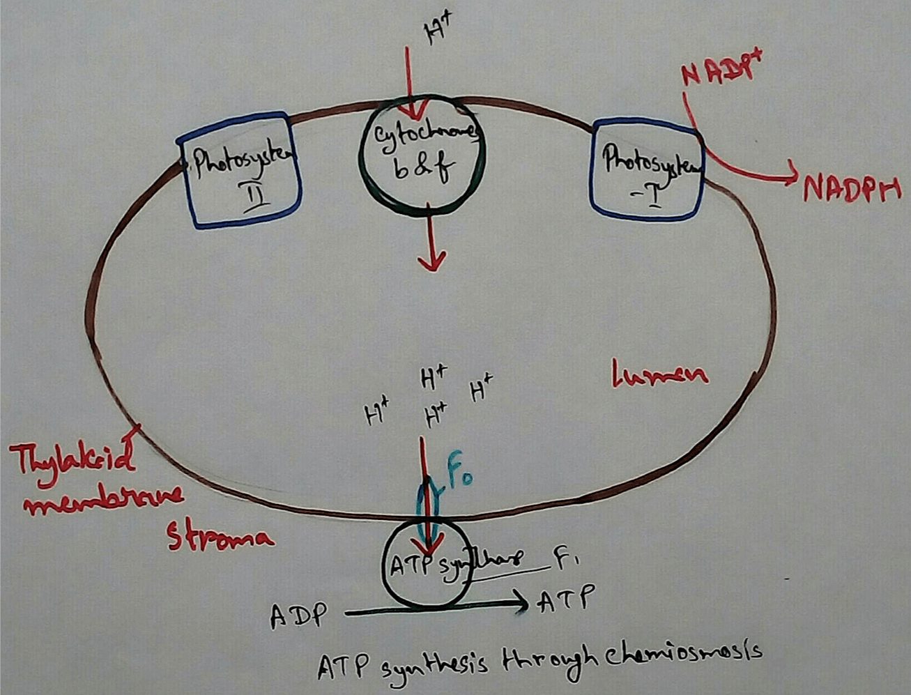 ATP Synthase in Chemiosmosis