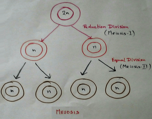 Meiosis Cell Division