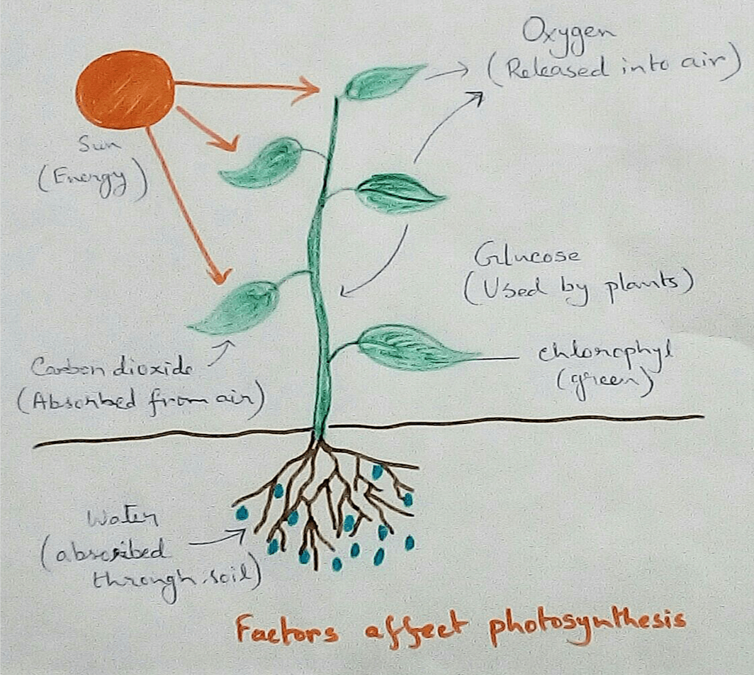 Factors Affecting Photosynthesis