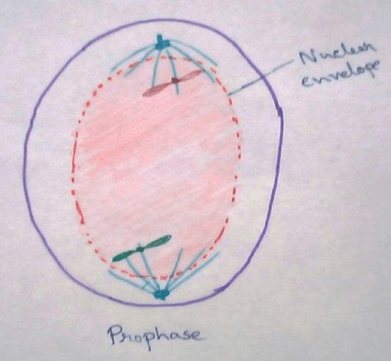 Prophase