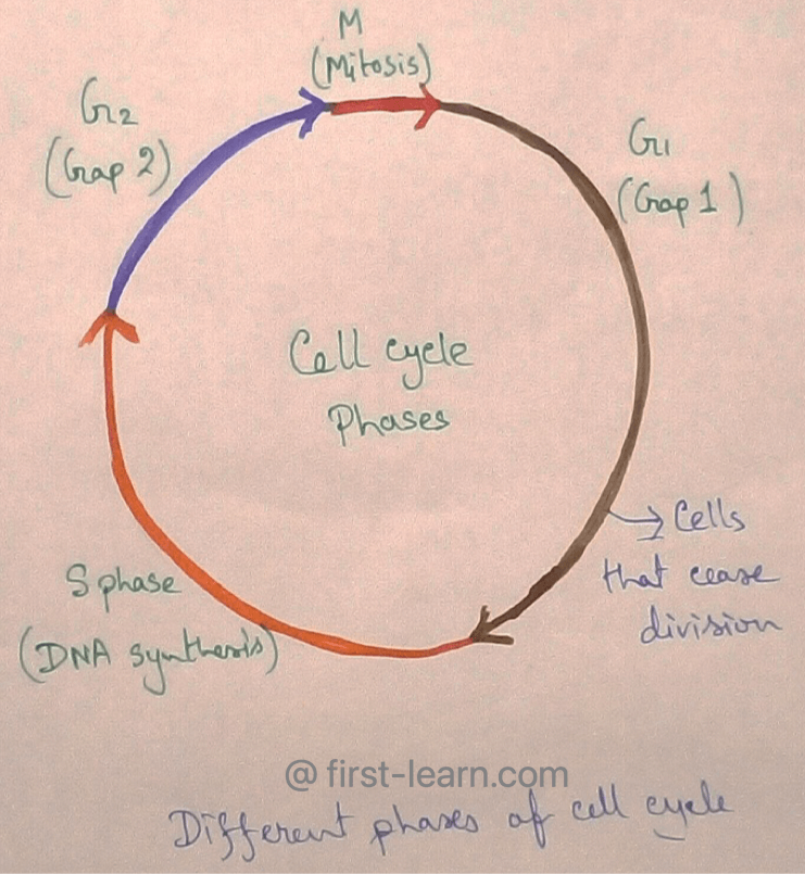 Different Phases of Cell Cycle