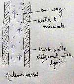 Xylem Vessels