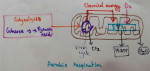 Aerobic Respiration