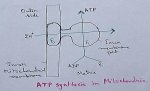 ATP Synthase in Mitochondria