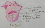 Tongue