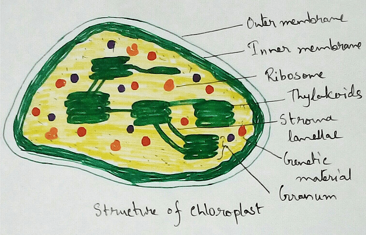 Structure of Chloroplast