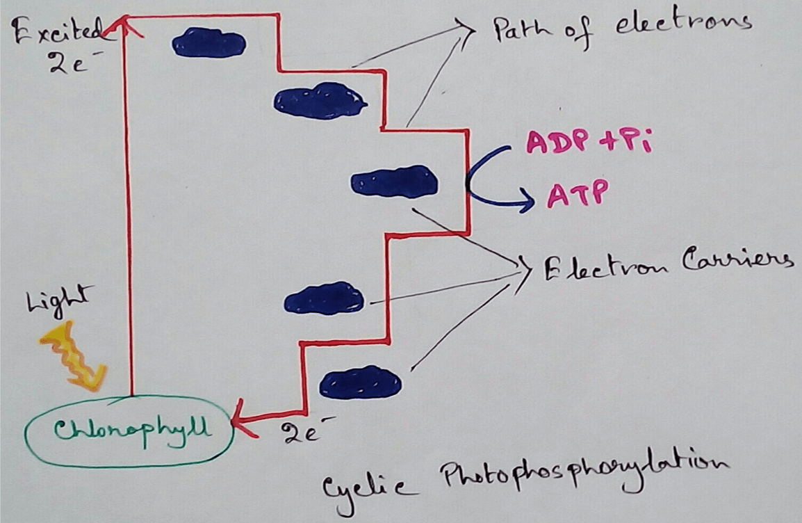 Cyclic Photophosphorylation