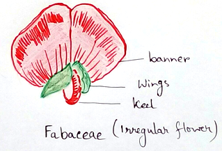 Irregular flower - Fabaceae