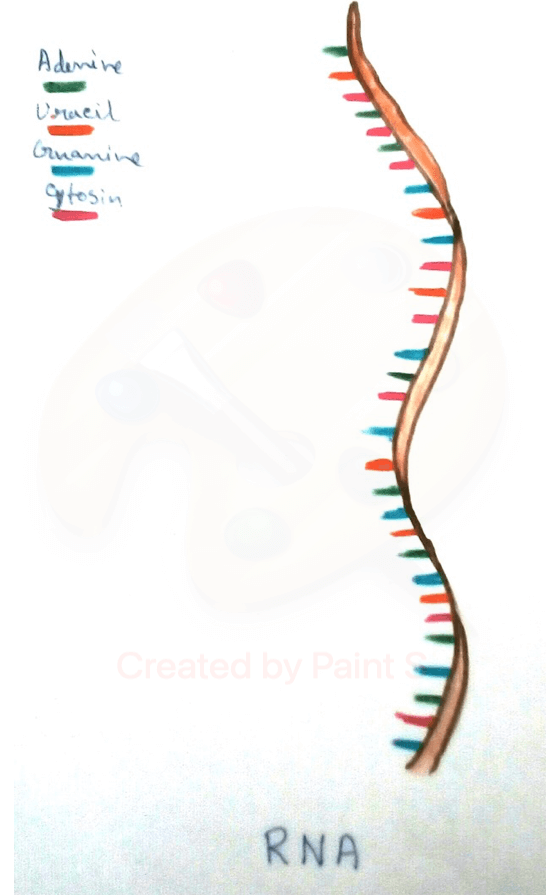 RNA