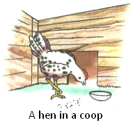 A Hen in a Coop