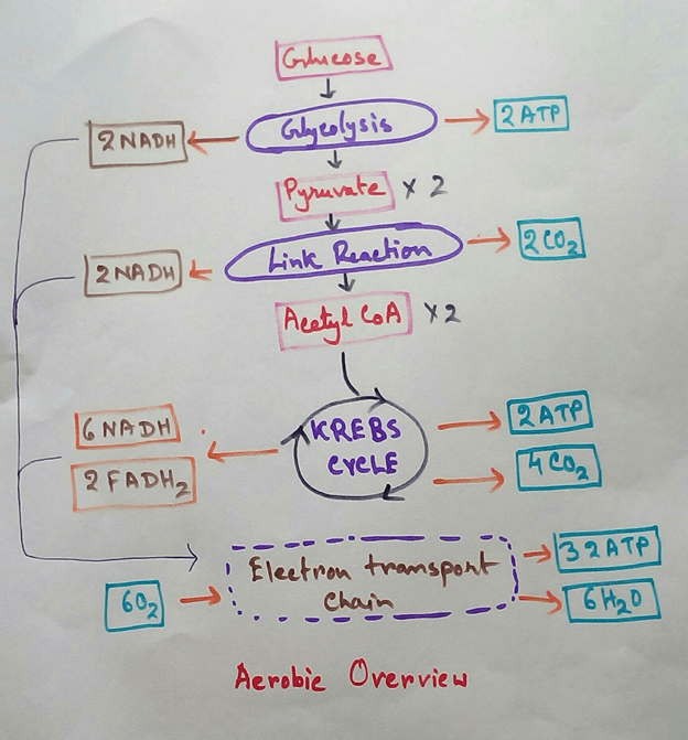Aerobic Overview