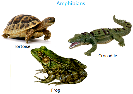 Land And Water Animals Chart