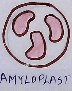 Amyloplast