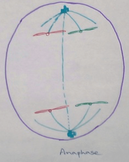 Anaphase